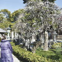 藤沢・常立寺では枝垂れ梅が開花