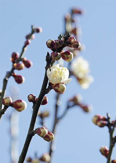 座間谷戸山公園でも梅開花～3月にはキフジやニリンソウも