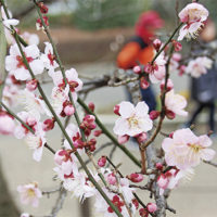 約100本の種類の異なる梅が順に花咲く【相模原北公園】