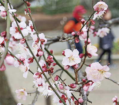 約100本の種類の異なる梅が順に花咲く【相模原北公園】