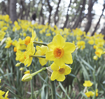 辻堂海浜公園に「水仙ガーデン」オープン！約40種が4月上旬まで楽しめます。