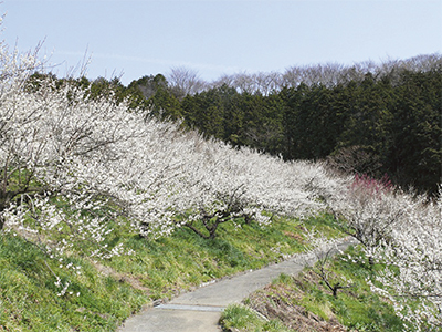 梅の花一色に染まる本沢梅園。3月9日、10日は「本沢梅園まつり」も