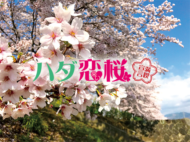 弘法山の桜を見ながら、テラスで手作り桜餅のお茶会