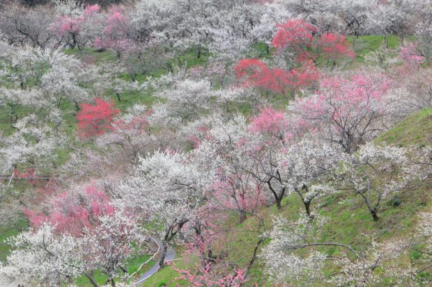 高尾山の麓に広がる絶景「高尾梅郷」 梅まつりではお茶会やグルメ満喫 高尾山の麓に広がる絶景「高尾梅郷」 梅まつりではお茶会やグルメ満喫