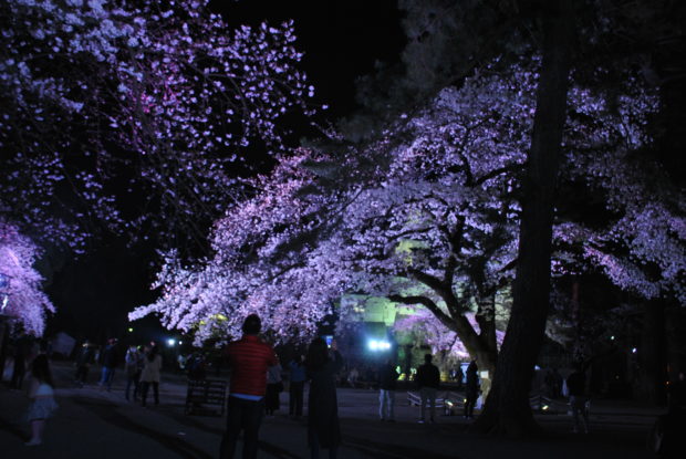 小田原城の夜桜がパワーアップ 天守閣は19時まで開館延長、夜景も満喫 小田原城の夜桜がパワーアップ 天守閣は19時まで開館延長、夜景も満喫