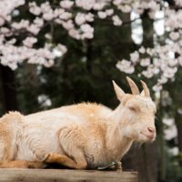 動物と桜、一緒に楽しめる川崎の無料動物園「夢見ヶ崎動物公園」