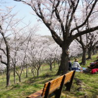 丘に約300本の桜「久良岐公園」お花見散策におすすめ（横浜市港南区・磯子区）