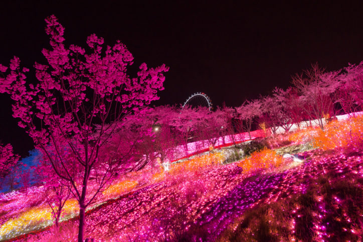 空飛ぶ花見も？！関東最大級の桜とイルミ競演「さがみ湖リゾート プレジャーフォレスト」