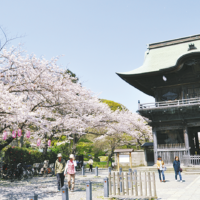 浄土式庭園が美しい「称名寺」裏山には桜300本（横浜・金沢文庫）