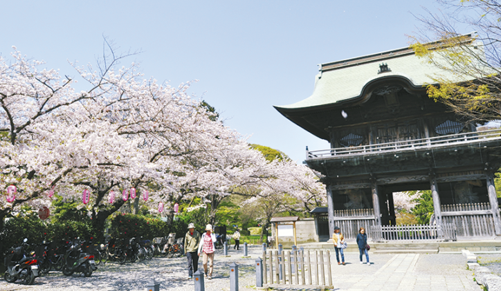 浄土式庭園が美しい「称名寺」裏山には桜300本（横浜・金沢文庫）