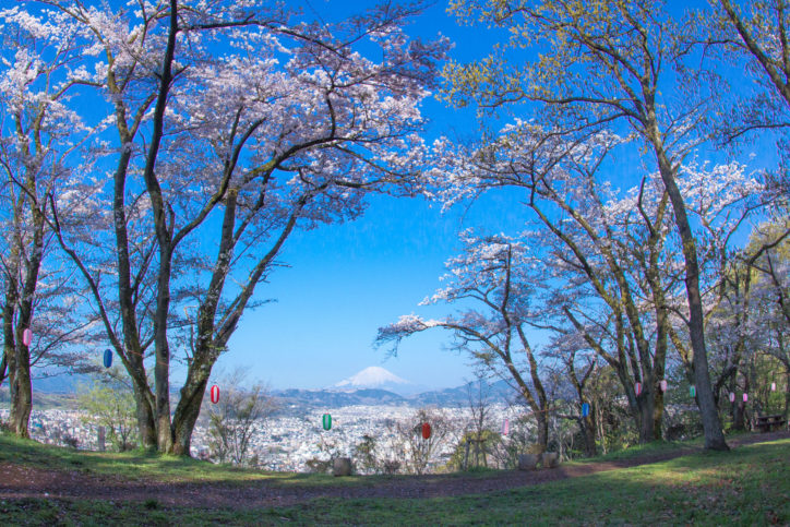 はだの桜まつり18 弘法山公園 神奈川 東京多摩のご近所情報 レアリア