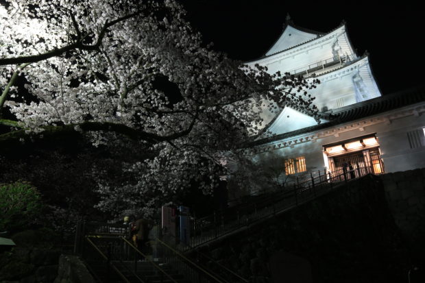 小田原城の夜桜がパワーアップ 天守閣は19時まで開館延長、夜景も満喫 小田原城の夜桜がパワーアップ 天守閣は19時まで開館延長、夜景も満喫