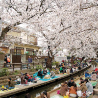 川崎・二ヶ領用水沿いで4月7日「宿河原 桜まつり」全長2㎞にわたる桜並木