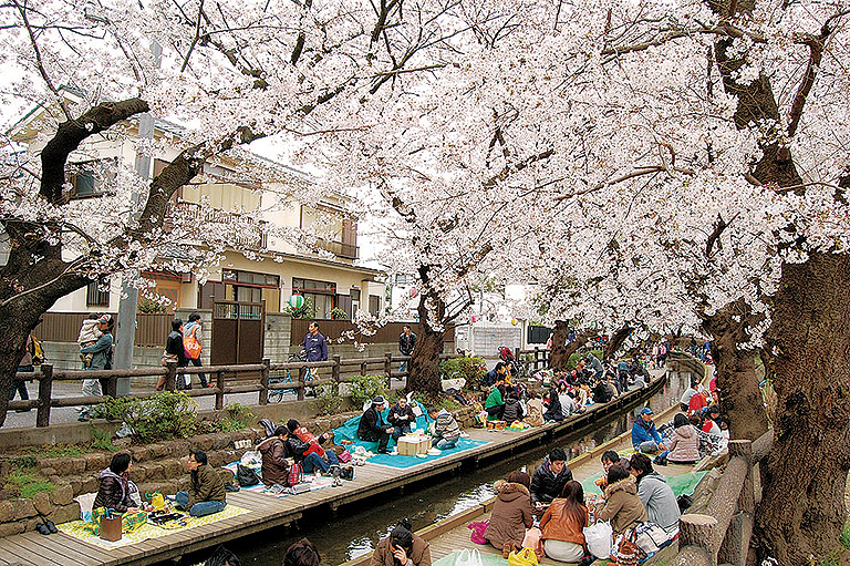 川崎・二ヶ領用水沿いで4月7日「宿河原 桜まつり」全長2㎞にわたる桜並木 レアリア 川崎・二ヶ領用水沿いで4月7日「宿河原 桜まつり」全長2㎞にわたる桜並木 レアリア