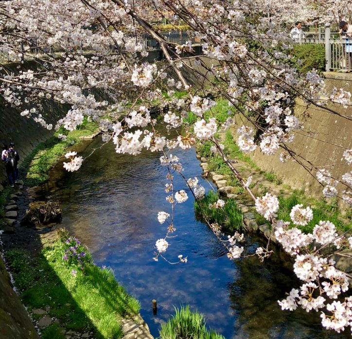 ＜参加者募集・要事前予約＞桜巡る街歩き  久良岐公園から能舞台、大岡川の桜を巡る