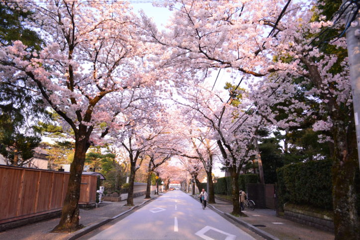 小田原の旧武家屋敷通り「西海子小路（さいかちこうじ）」で桜と文学散策