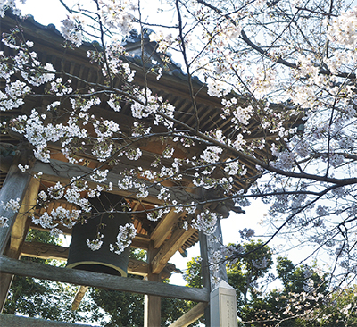 椿と桜と桃が一度に見れる！ガイドツアー「三浦三崎・花の三御所旧蹟巡り」