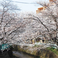 川崎「麻生川桜まつり」2020年は中止