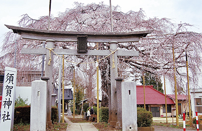 須賀神社のしだれ桜が見頃に。3月25日には「さくらカフェ」開催