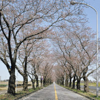 2022年「海軍道路」桜のアーチは必見！はらっぱも一般開放中！＠横浜市瀬谷区　旧上瀬谷通信施設