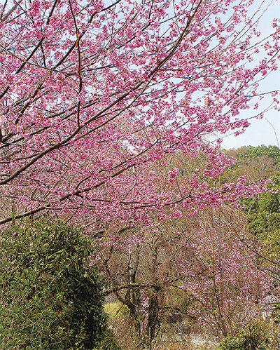 南足柄市大雄町「花咲く里山」で桜まつり開催中！