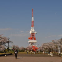 360度大パノラマの絶景「高麗山公園（湘南平）」2000本の桜をお花見