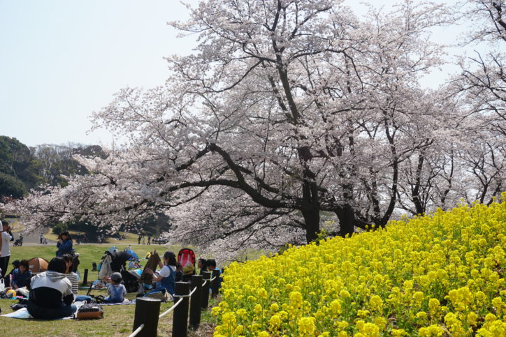 【横浜の桜名所・桜まつり2018】お花見できる公園や夜桜スポットなど桜情報満載
