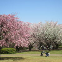 約500本の桜が楽しめる「保土ケ谷公園」