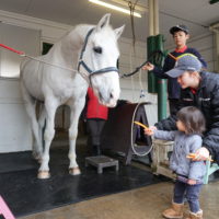 横浜・根岸の丘に馬ふれあいスポット「馬の博物館」。日本唯一、歴史も美術も馬づくし