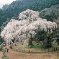 樹齢340年、滝のように咲き乱れる小田原・長興山しだれ桜