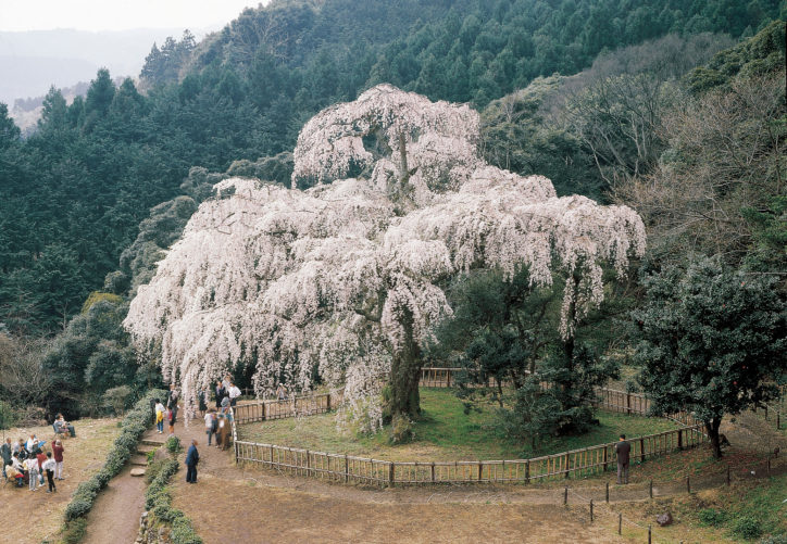 樹齢340年、滝のように咲き乱れる小田原・長興山しだれ桜