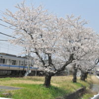 小田急線「螢田駅」から大雄山線「五百羅漢駅」の桜の道を歩く60分コース