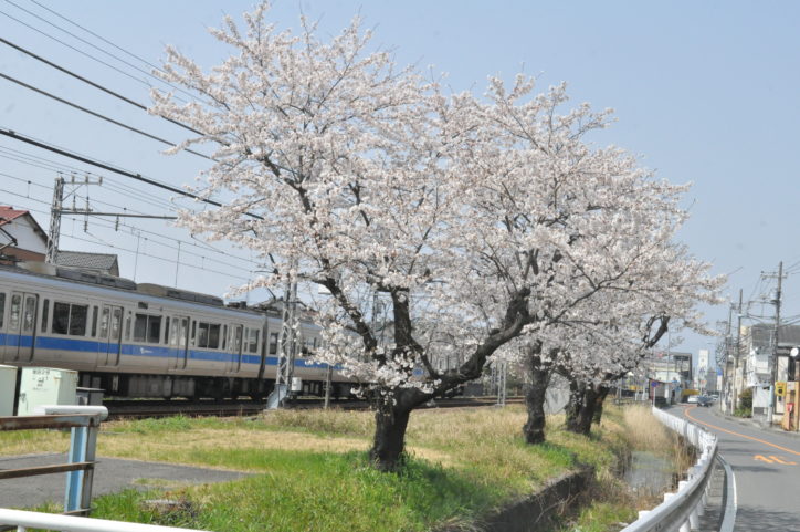 小田急線「螢田駅」から大雄山線「五百羅漢駅」の桜の道を歩く60分コース