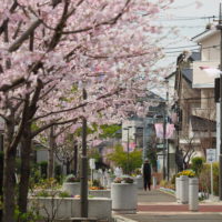 桜64品種咲き競う1.6㎞の「相模が丘仲よし小道」二度咲きの桜・アーコレードも（座間市）