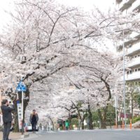 田園都市線・宮崎台駅前“さくら坂”で『ふる里さくら祭り』2019年は3月31日開催
