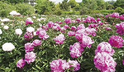 すべての美しい花の画像 50 素晴らしい芍薬 品種 一覧