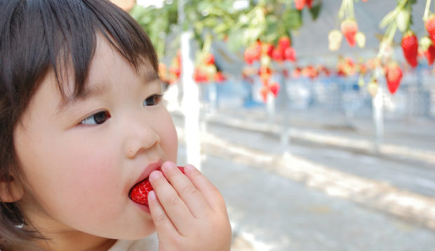小田原市栢山にイチゴ狩り「ベリーの森」オープン!甘くて美味しいとちおとめ・章姫が食べ放題 小田原市栢山にイチゴ狩り「ベリーの森」オープン!甘くて美味しいとちおとめ・章姫が食べ放題