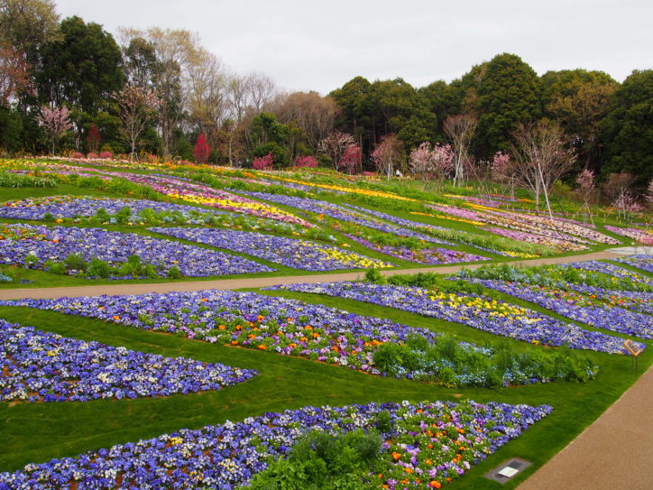ガーデンネックレス横浜18 市内最大級の花壇にチューリップ バラも レアリア