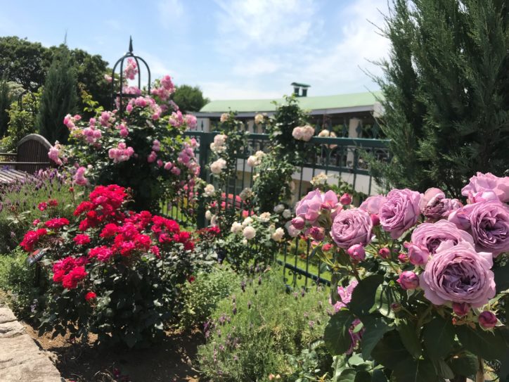 写真映えスポットの宝庫 横浜 根岸森林公園で初心者向け写真講座 カメラなしでも参加ok 神奈川 東京多摩のご近所情報 レアリア