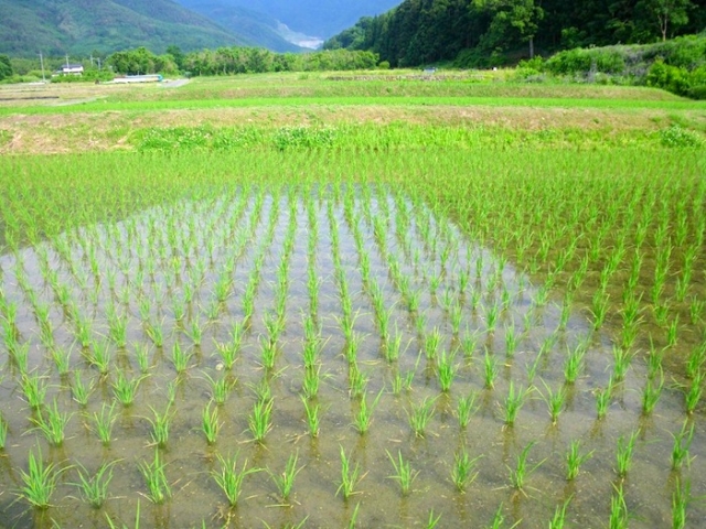 座間市国際交流協会「外国人のための田植え体験」【先着20人】