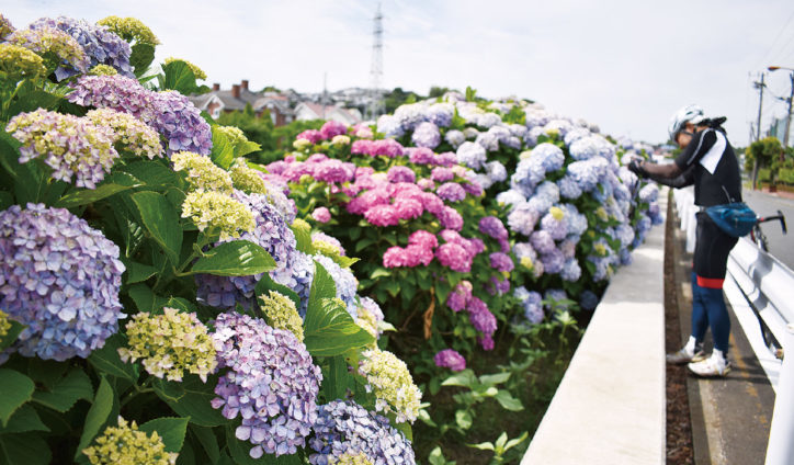 藤沢の「大清水境川アジサイロード」約800株の青や紫、ピンクなどが見ごろ