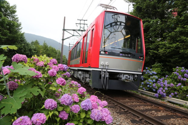 車窓から楽しむ箱根登山鉄道「あじさい電車」の旅 夜はライトアップで特別列車運行 車窓から楽しむ箱根登山鉄道「あじさい電車」の旅 夜はライトアップで特別列車運行