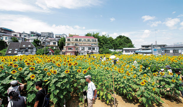 ひまわり畑に3万本、まもなく満開 横浜・上大岡で7月29日まで一般開放 ひまわり畑に3万本、まもなく満開 横浜・上大岡で7月29日まで一般開放