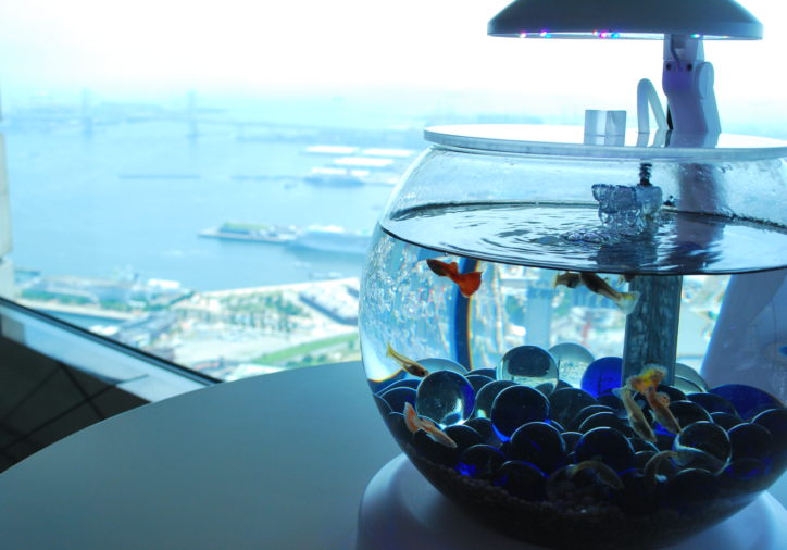 【現地レポ】地上273mで泳ぐ熱帯魚？横浜ランドマークタワーにシーパラコラボ水族館　ビアガーデンも