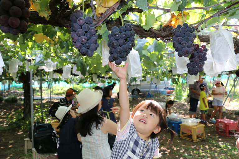 厚木で梨＆ぶどう狩り！都心から1時間の神奈川名産地で家族ともぎとり体験【8月中旬～9月上旬】 レアリア