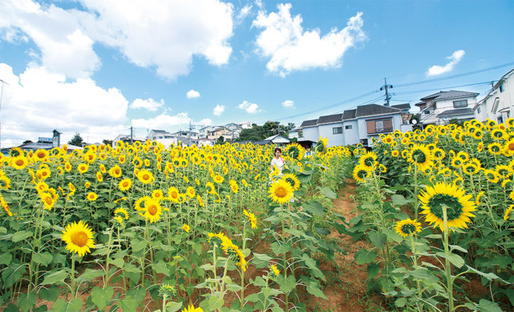 上大岡駅東口 大賀の郷 ひまわり畑 開花遅れ ピークは7月下旬か 7月18日 28日 一般開放 神奈川 東京多摩のご近所情報 レアリア