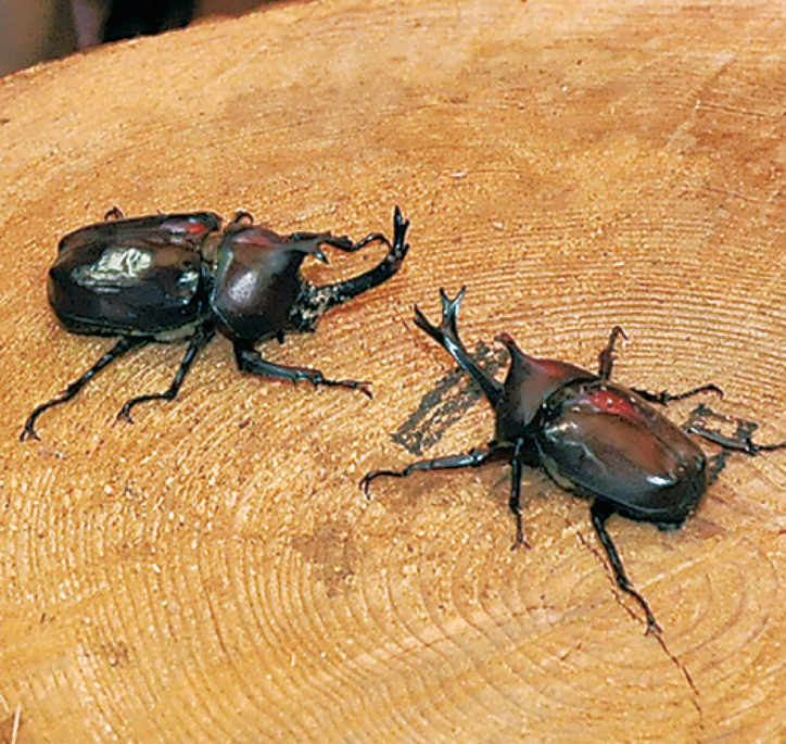 カブトムシやクワガタ持ち寄り「昆虫王者決定戦」＠くりはま花の国