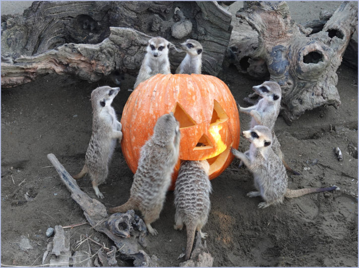 よこはま動物園ズーラシアでは動物にかぼちゃプレゼント！ハロウィン特別ガイドを楽しもう