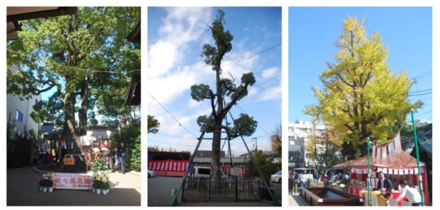 家族そろって溝口神社で子どもの成長を祝う七五三【川崎市高津区】 家族そろって溝口神社で子どもの成長を祝う七五三【川崎市高津区】