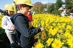 寒川で満開「冬のひまわり」無料見学会&摘み取り体験2019 寒川で満開「冬のひまわり」無料見学会&摘み取り体験2019